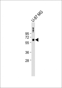 MSL1 Antibody (Center)