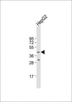 LDB2 Antibody (C-term)