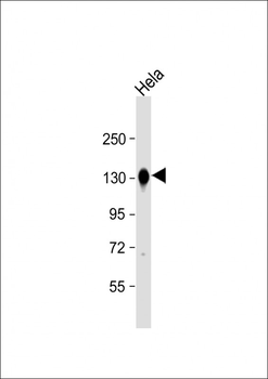 M Cadherin (CDH15) Antibody (C-term)
