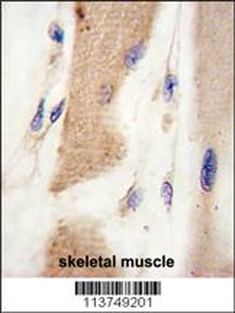 M Cadherin (CDH15) Antibody (C-term)