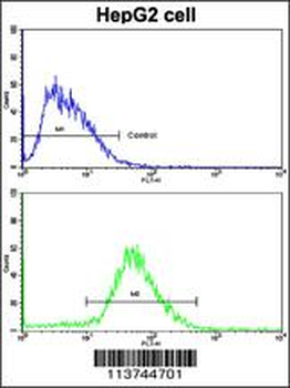 H Cadherin (CDH13) Antibody (N-term)