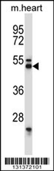 SYT7 Antibody (N-term)