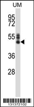 SYT7 Antibody (N-term)