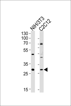 Mouse Hoxc9 Antibody (Center)