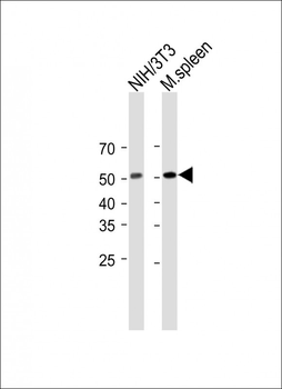 M Mlkl Antibody (C-term)