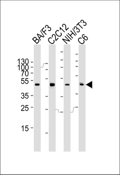 Mapk3 Antibody (C-term)