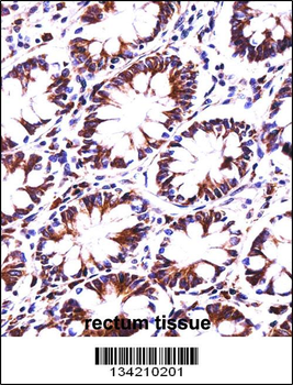 PDIA4 Antibody (N-term)