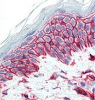CD44 Antibody (N-term)