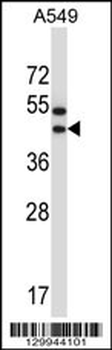 OR56A1 Antibody (C-term)