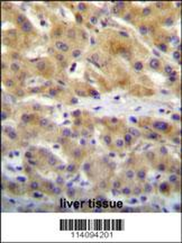 CHRD Antibody (N-term)