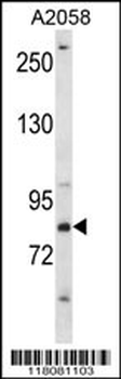 CRTC2 Antibody (C-term)
