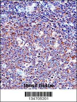 SPN/CD43 Antibody (N-term)