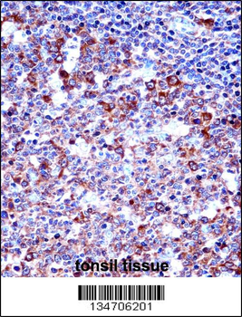 SPN/CD43 Antibody (Center)