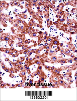 ITGB5 Antibody (N-term)