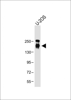 CD163L1 Antibody (C-term)