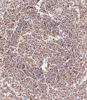 CD163L1 Antibody (C-term)