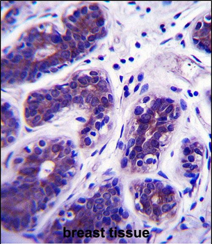 GDPD3 Antibody (N-term)