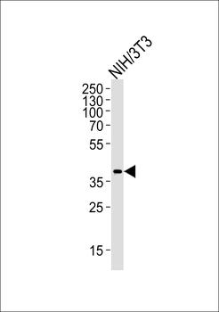 Mouse Mapk11 Antibody (N-term)