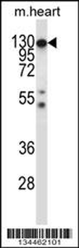 Mouse Csf1r Antibody (C-term)