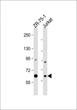 PPM1D Antibody (Center)