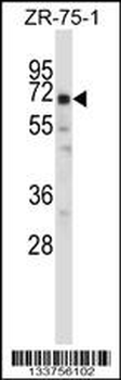 POU2F2 Antibody (N-term)
