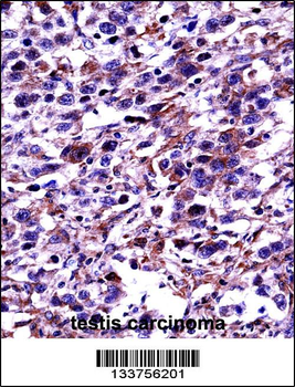 POU2F2 Antibody (N-term)