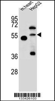 NOSTRIN Antibody (Center)