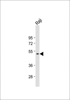 Beclin 1 Antibody