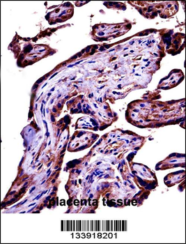 C9 Antibody (Center)