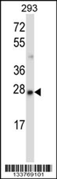 MBD3 Antibody (N-term)