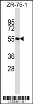 SPN Antibody (N-term)