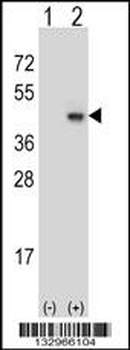 SYP Antibody (C-term)