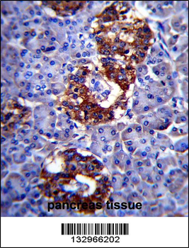 SYP Antibody (C-term)