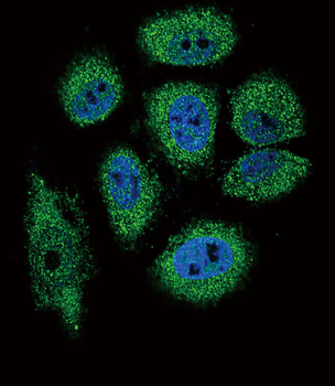 RNASE3 Antibody (C-term)