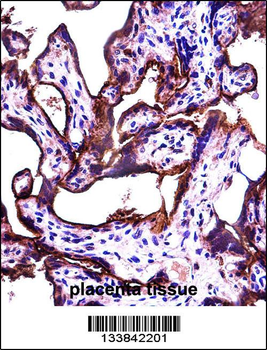 ALPPL2 Antibody (N-term)