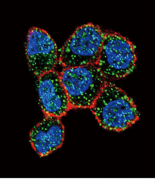 ESR1/ER Antibody (Center)