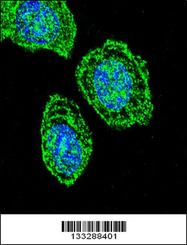 EIF2S1 Antibody (N-term)