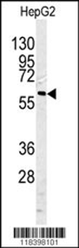 CASP10 Antibody (Center)