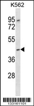 OR13F1 Antibody (C-term)