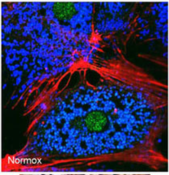 BNIP3 Antibody (BH3 Domain Specific)