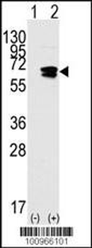 RAD9 Antibody (BH3 Domain Specific)