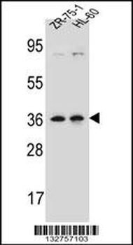 LUZP2 Antibody (N-term)