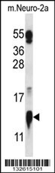 COX5A Antibody (N-term)