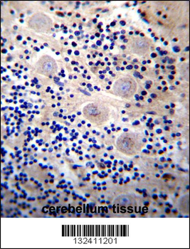 REPS2 Antibody (N-term)