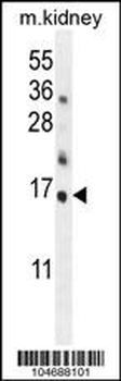 Hrk BH3 Domain Antibody