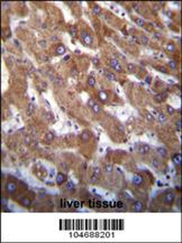 Hrk BH3 Domain Antibody