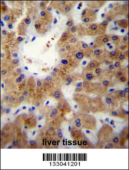 ERLIN1 Antibody (Center)