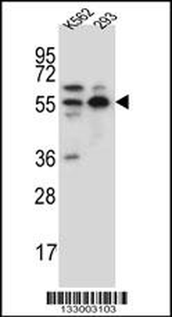 NAE1 Antibody (Center)