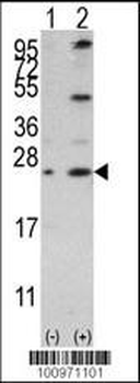 Bcl-w Antibody (BH3 Domain Specific)