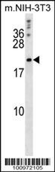 Bcl-w Antibody (BH3 Domain Specific)